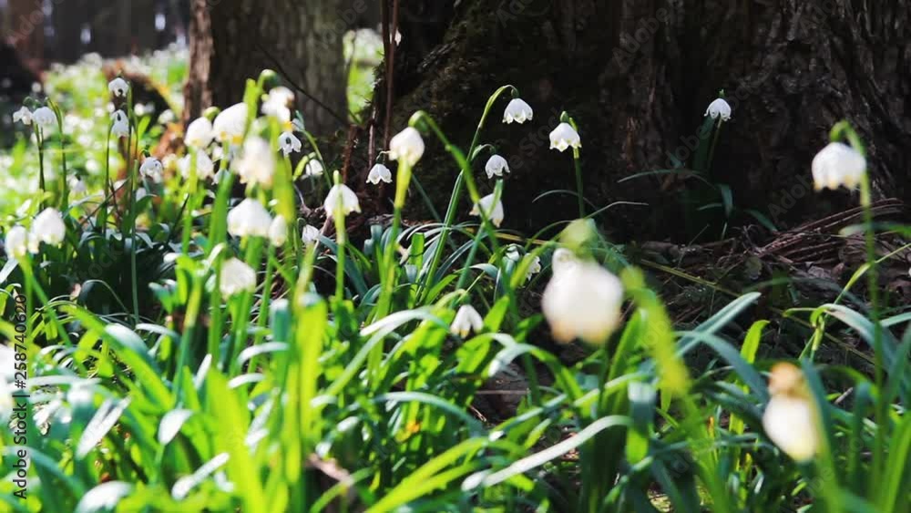 Group of spring snowflake leucojum near tree root Group of spring snowflake leucojum near tree root