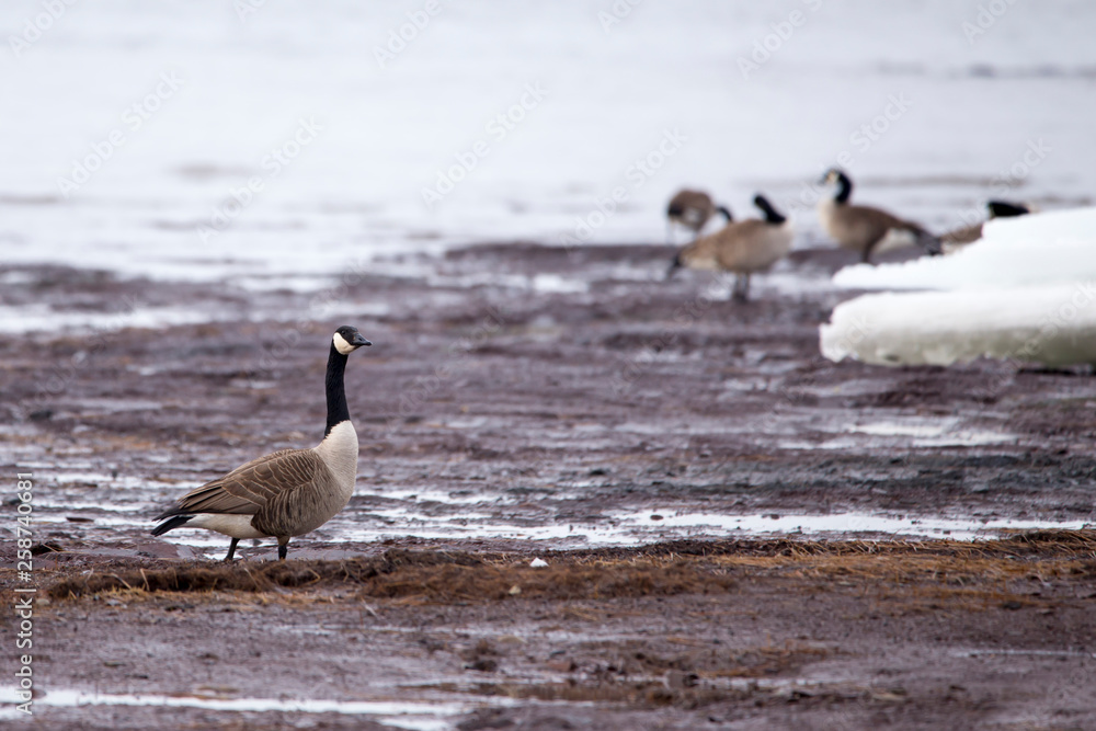 Naklejka premium Canada goose standing proudly in muddy river bank in late winter, with other birds in soft focus background, Cap-Rouge area, Quebec City, Quebec, Canada