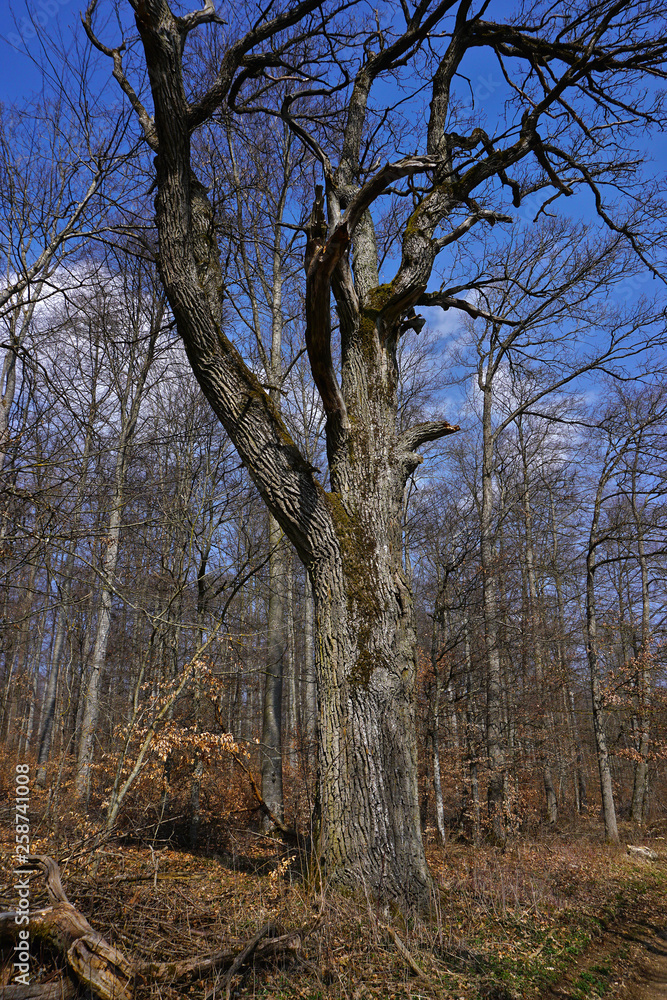 Knorrige Eiche auf der Schwäbischen Alb an einem Waldweg Knorrige Eiche auf der Schwäbischen Alb an einem Waldweg