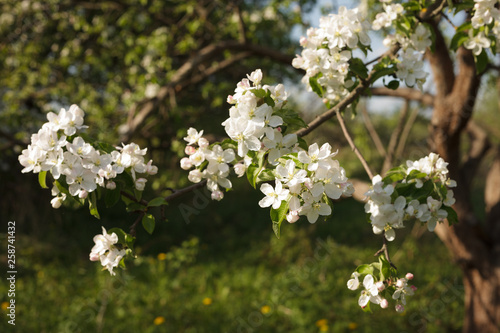 Spring blossom apple tree