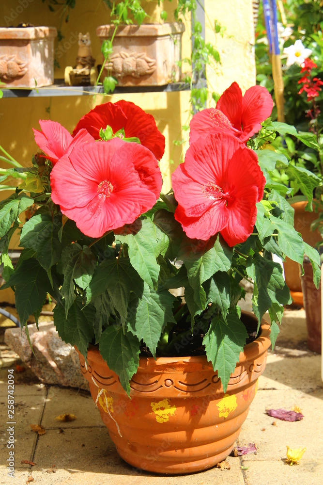 hibiskus