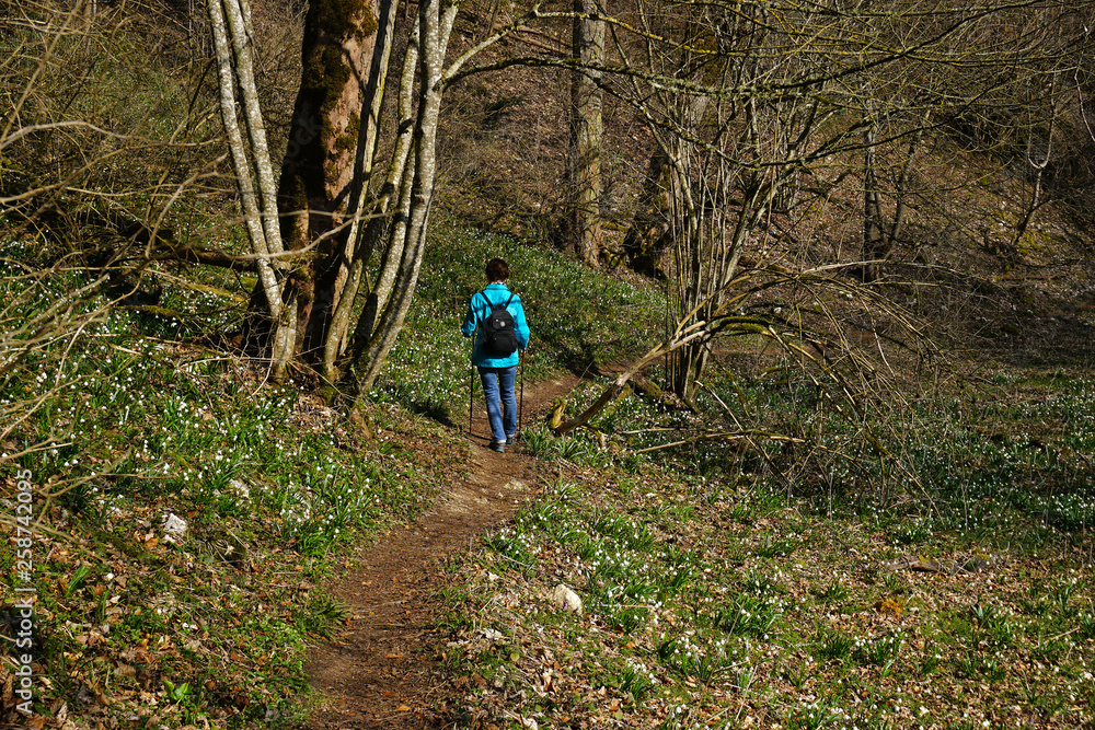 Naklejka premium Maerzenbecher, Leucojum vernum; spring snowflake,
