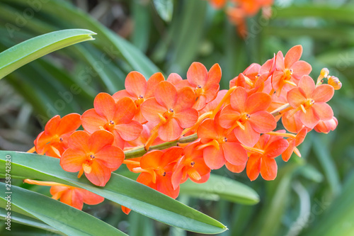 Beautiful orange orchid, Ascocenda.