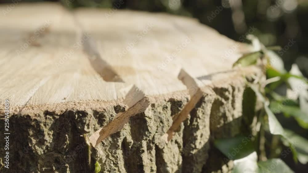 chopped tree trunk, close up with ivy blowing in the wind chopped tree trunk, close up with ivy blowing in the wind
