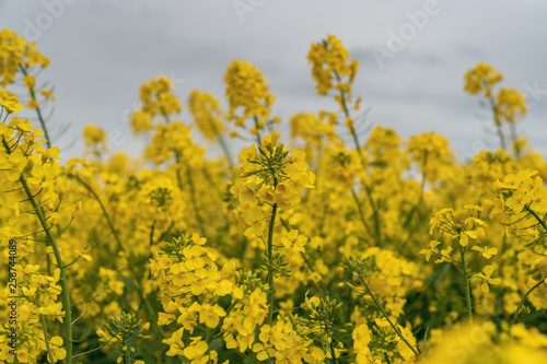 A rapeseed field and grey clouds, seen near Atcham, Shropshire, England, UK