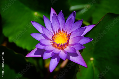 Pink aquatic waterlily lotus flowers in a pond in Bora Bora