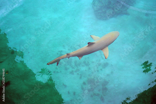 View of a shark in the Bora Bora lagoon in French Polynesia