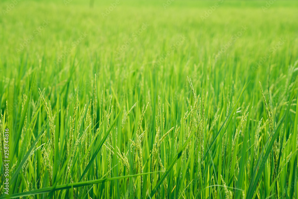 Fototapeta premium Closeup green rice field on blurry background using as background or wallpaper concept