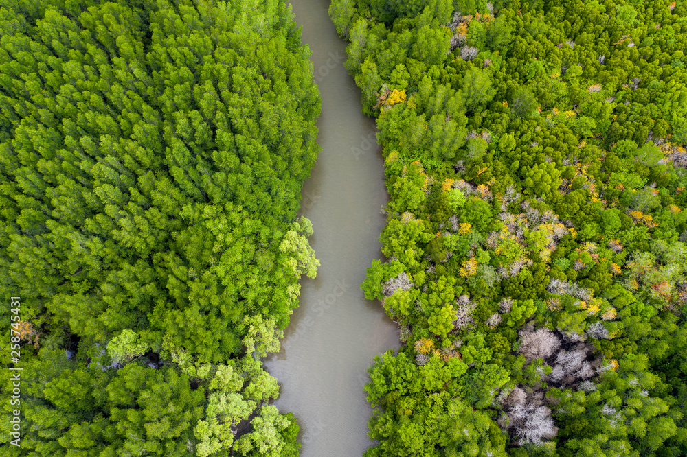 Aerial view of rivers in tropical mangrove forests