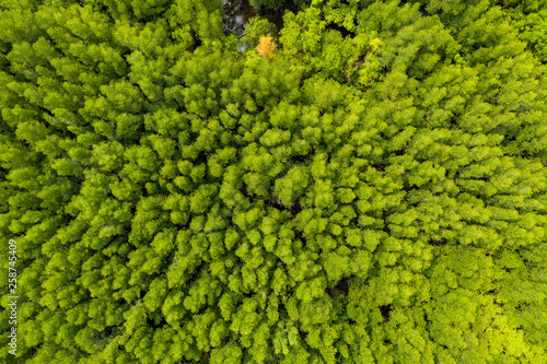 Aerial view of rivers in tropical mangrove forests