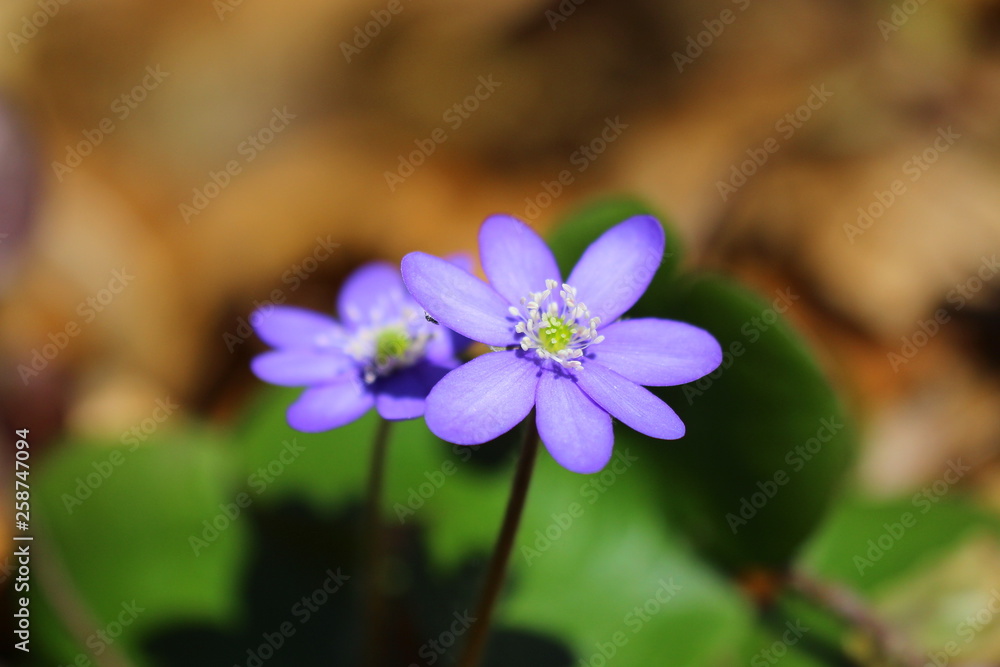 leberblümchen leberblümchen