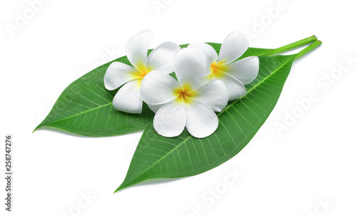 Photos frangipani or plumeria , tropical flowers with green leaves isolated on white ba