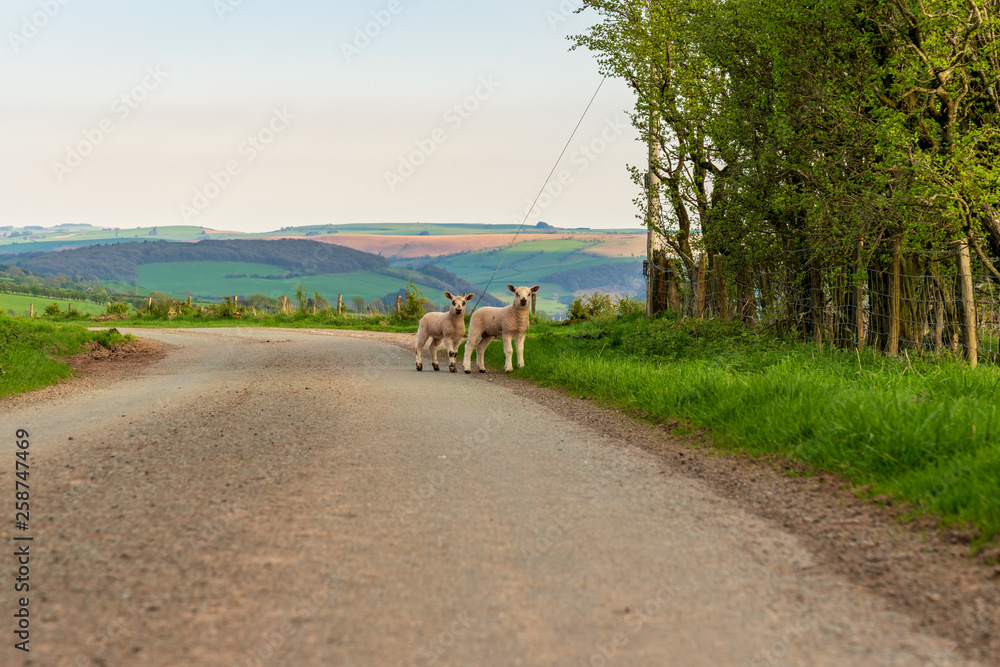 Φωτογραφία Lambs on a rural road, seen near Bettws-y-crwyn, Shropshire, England, UK