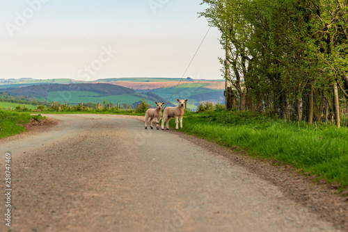 Lambs on a rural road, seen near Bettws-y-crwyn, Shropshire, England, UK