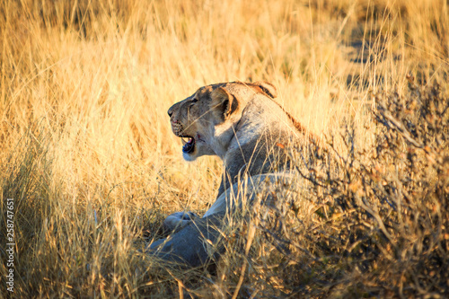 Lionne dans la savane du parc Etosha en Nambie photo