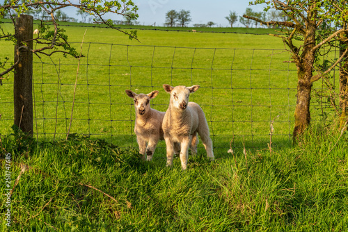 Lambs on the wrong side of the fence, seen near Bettws-y-crwyn, Shropshire, England, UK