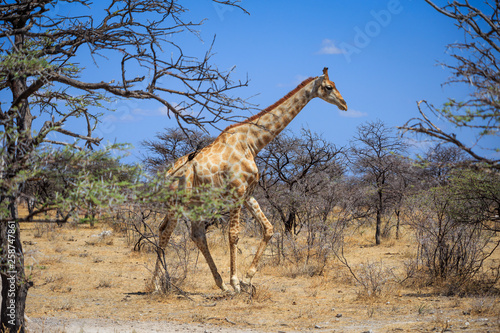 Girafe qui marche dans la nature