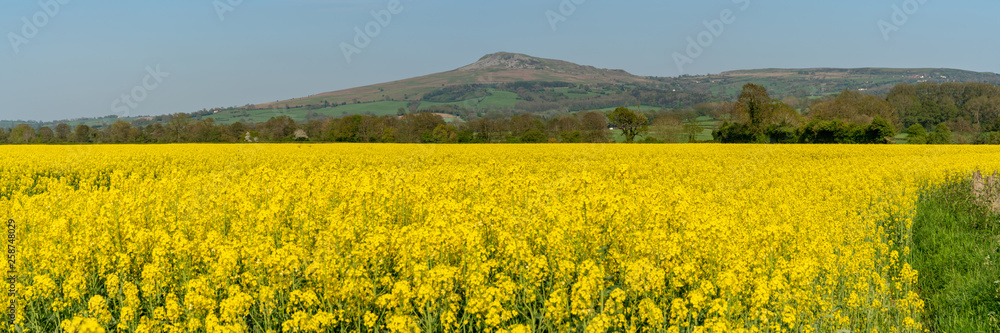 A rapeseed field near Middleton, Shropshire, England, UK