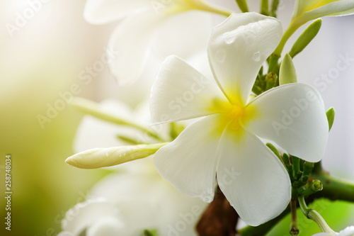 Beam of sunlight through to the white plumeria flowers.