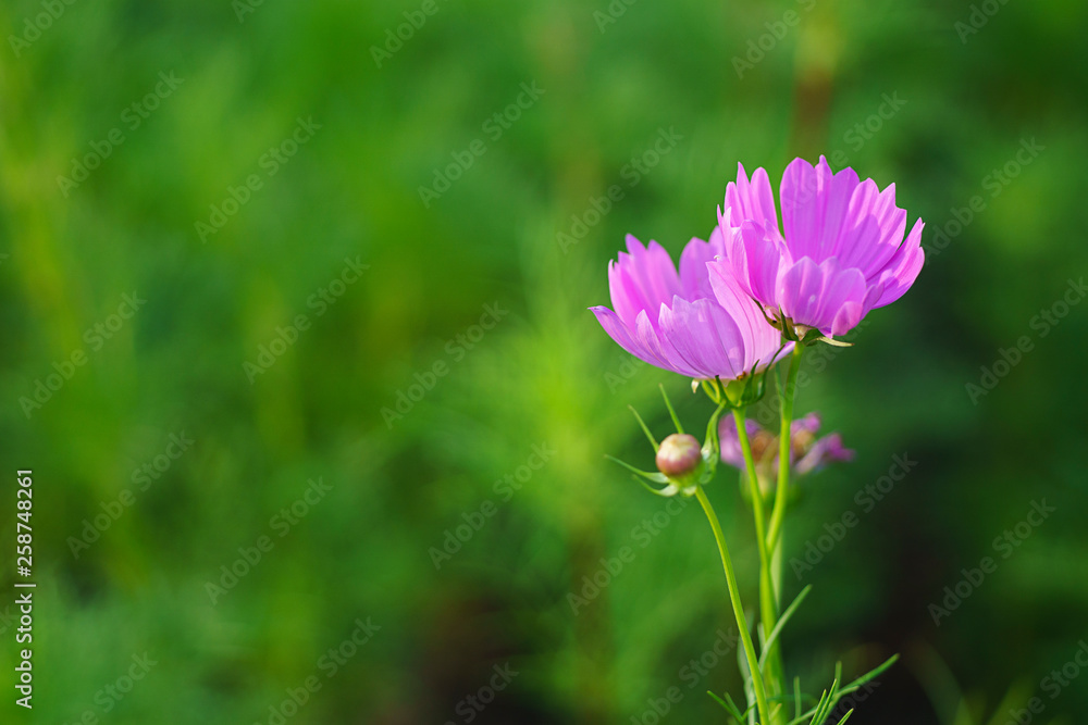 Colorful Purple flowers on the green blur background Colorful Purple flowers on the green blur background
