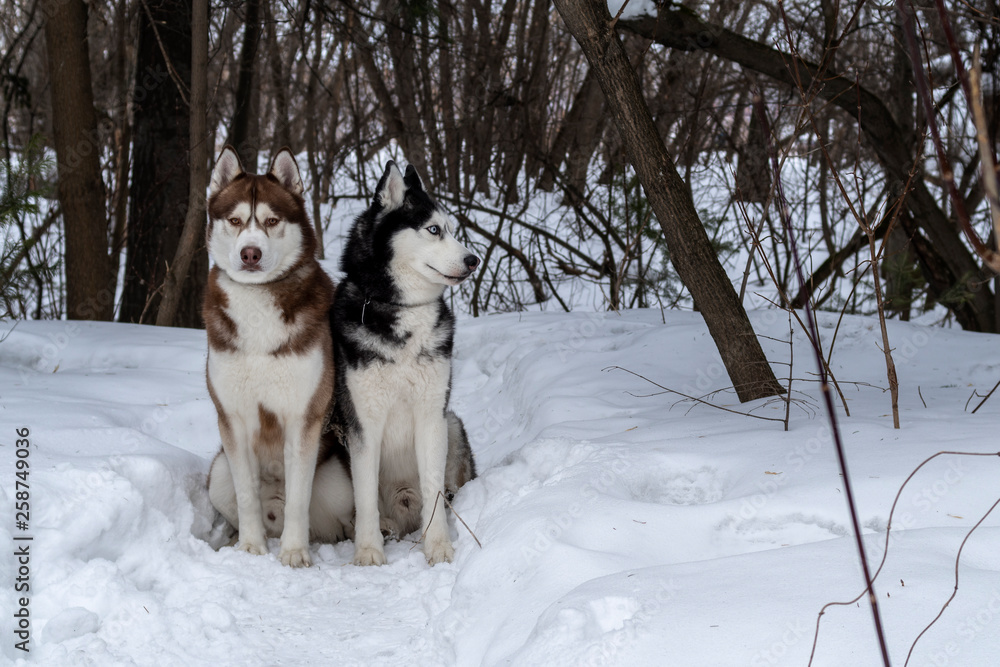 Two Awesome Siberian Husky dogs sit on snow in winter the forest. Two Awesome Siberian Husky dogs sit on snow in winter the forest.