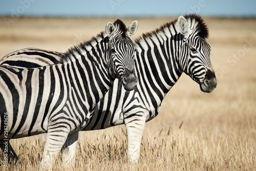 Two beautiful zebras in the African savannah.