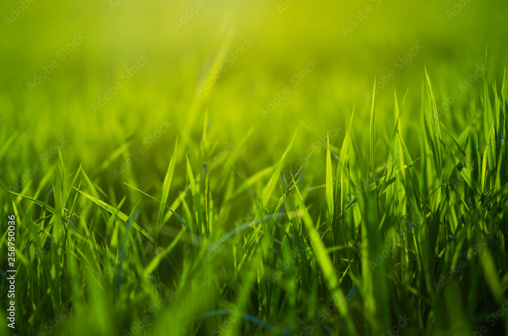 Closeup nature view of green leaf. Closeup nature view of green leaf.