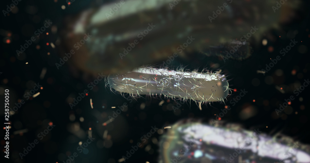 Poster Escherichia coli bacterium, E.coli, 3d render – Wall Art | UkPosters