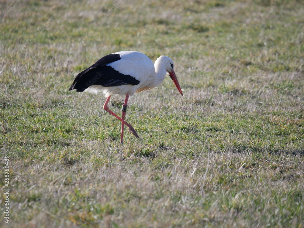 Fototapeta premium Storch