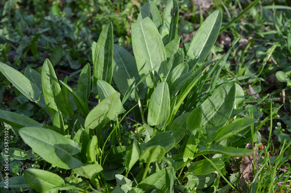 Szczaw zwyczajny, młode rośliny wczesną wiosną, Rumex acetosa