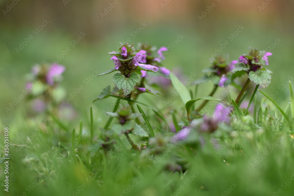 Purpurrote Taubnessel (Lamium purpureum) Purpurrote Taubnessel (Lamium purpureum)