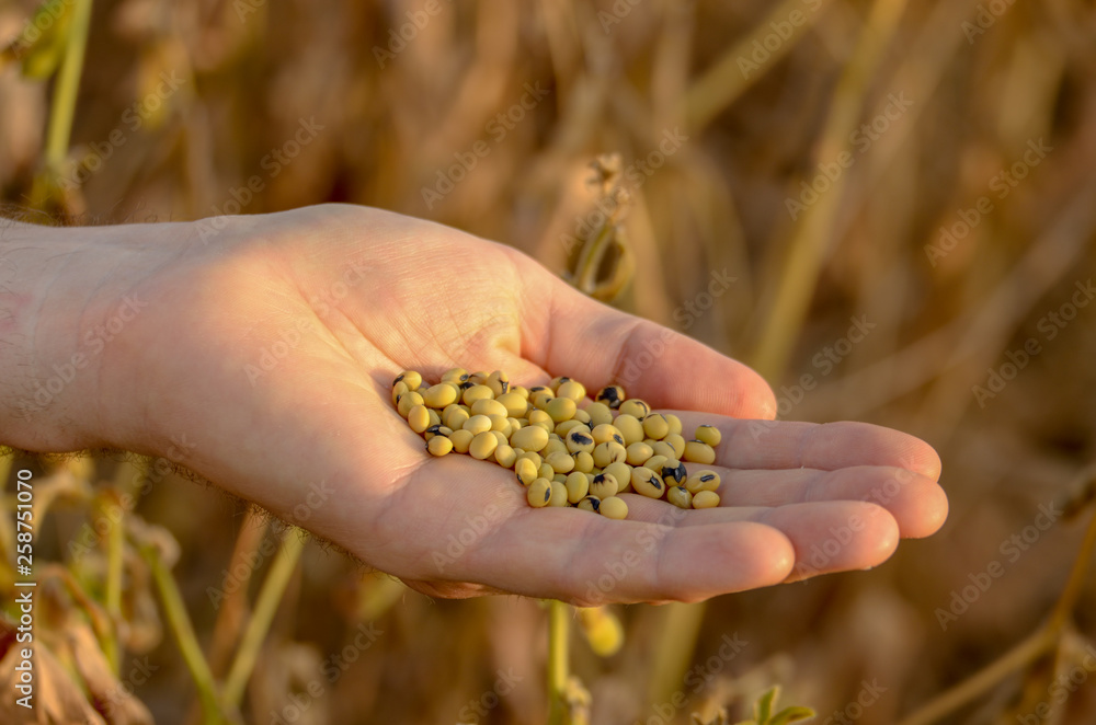 Harvest ready soy beans in human hand on dry pods background evening sunset time Harvest ready soy beans in human hand on dry pods background evening sunset time
