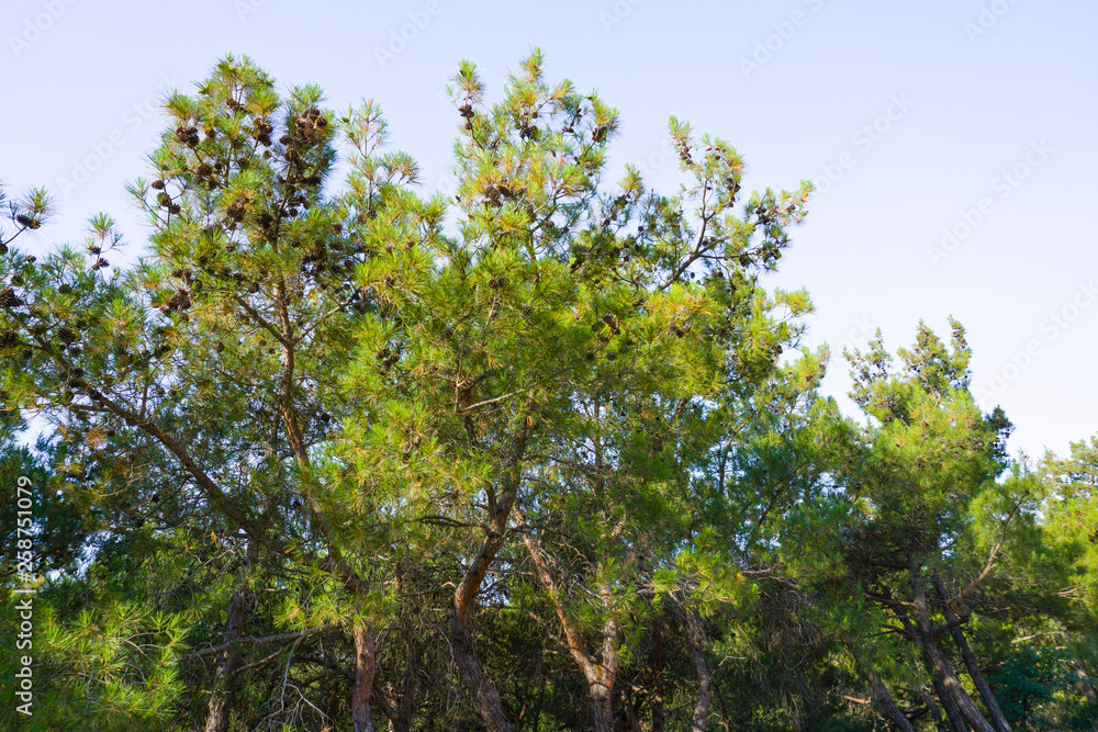 Branches of a pine tree top with pine cones on white background. Beautiful sun light rays is visible through tree branches. Huge, strong, high old pine tree in scenic clear bright nature day view.