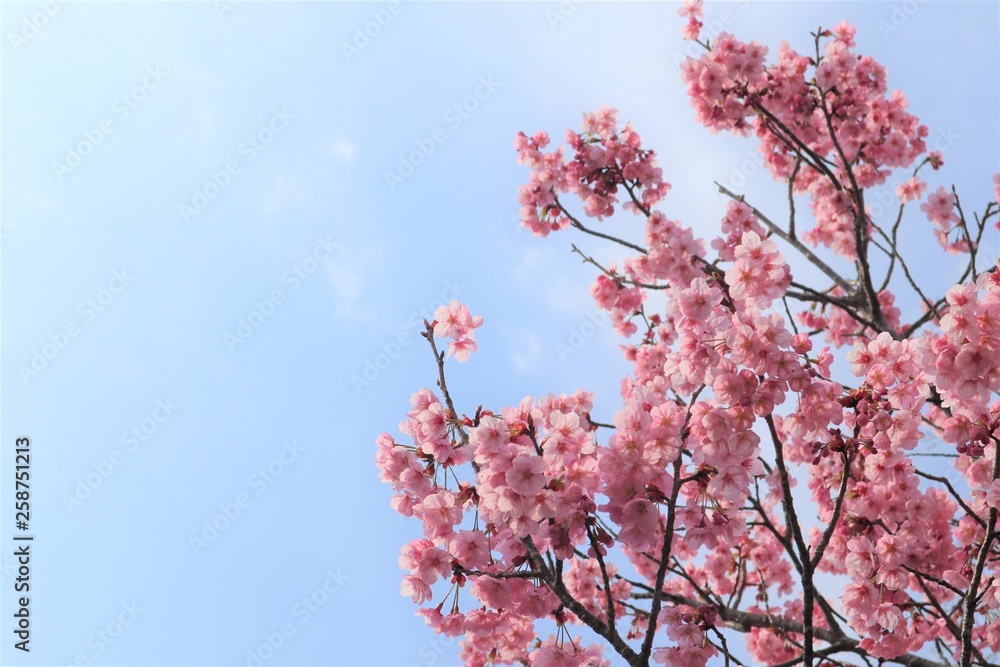 満開になった桜を撮影しました