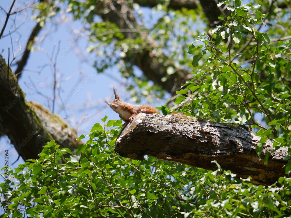 Eichhörnchen neugierig im Baum Eichhörnchen neugierig im Baum