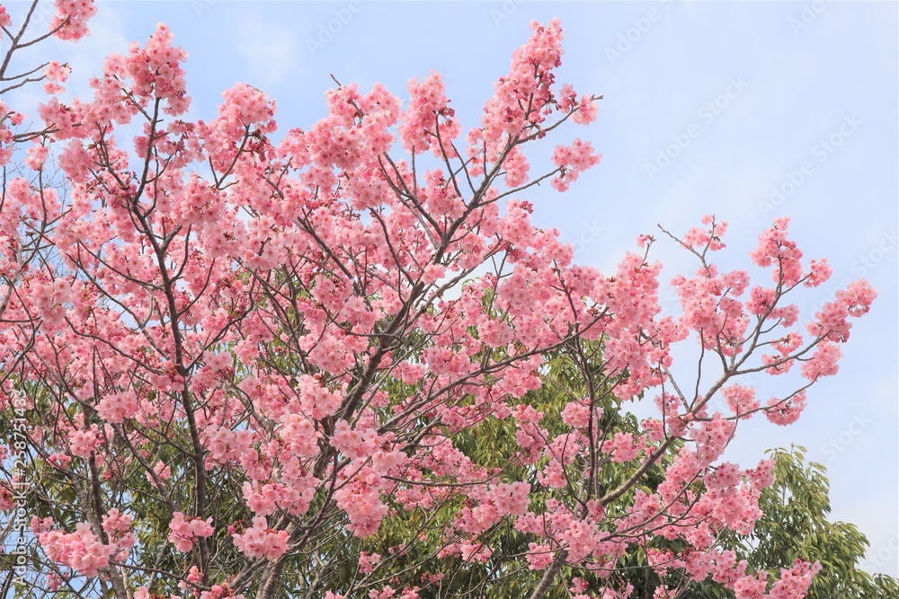 満開になった桜を撮影しました 満開になった桜を撮影しました