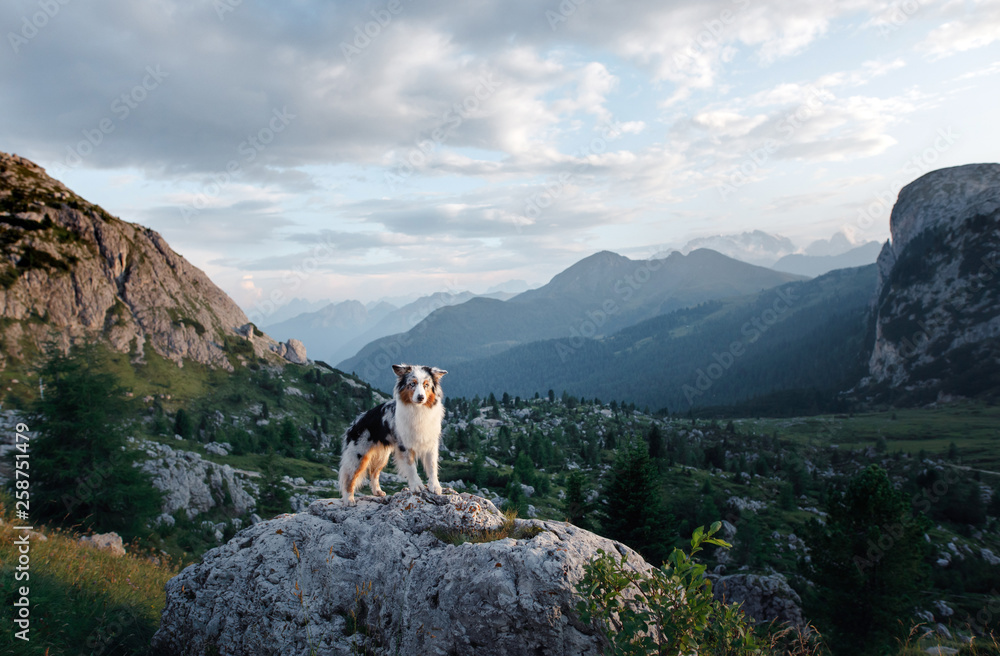 Why Does My Dog Carry Rocks