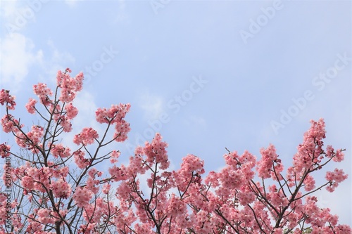 満開になった桜を撮影しました