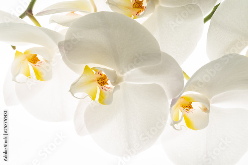 white orchid flowers, macro