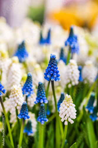 bright muscari flowers photo