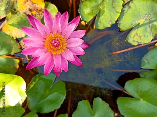 Purple lotus bloom in the pool8