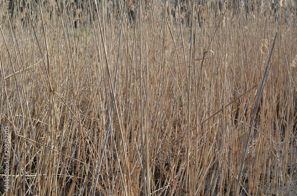 Sucha trzcina pospolita, po zimie, Phragmites australis Sucha trzcina pospolita, po zimie, Phragmites australis