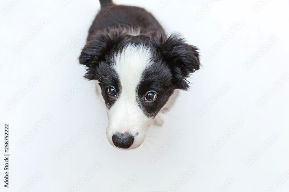 Funny studio portrait of cute smilling puppy dog border collie isolated on white background. New lovely member of family little dog gazing and waiting for reward. Pet care and animals concept