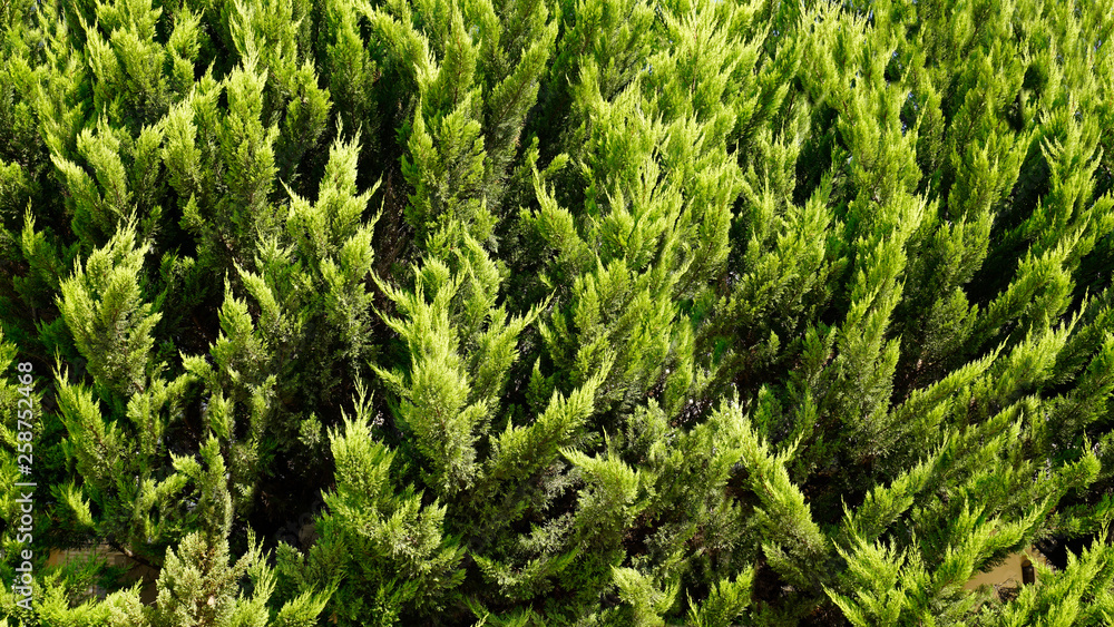 Beautiful pine trees on clear blue sky background. Bright summer landscape alone tender pine tree in front of the rows of pines. Evergreen. Oxygen. Copy space. Wilderness areas. Pine tree wallpaper. Beautiful pine trees on clear blue sky background. Bright summer landscape alone tender pine tree in front of the rows of pines. Evergreen. Oxygen. Copy space. Wilderness areas. Pine tree wallpaper.