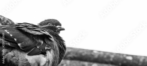 Birds Pigeons