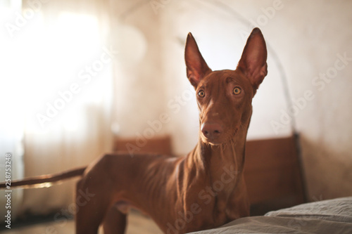 Pharaoh Hound puppy 10 months, primitive dog photo