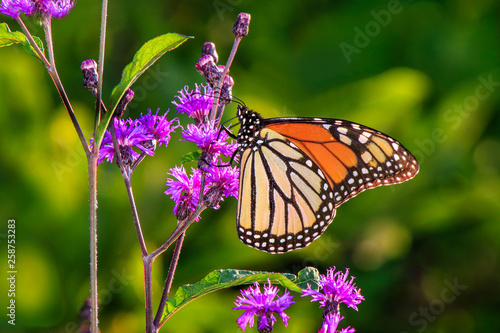 Monarch Butterfly on Pink Flowers