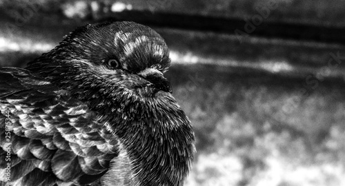 Birds Pigeons