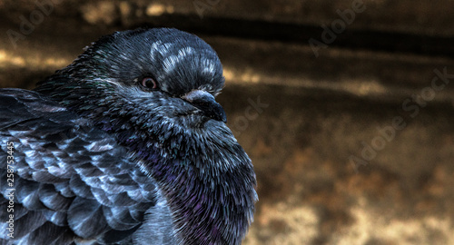 Birds Pigeons