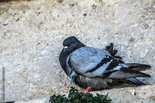 Birds Pigeons